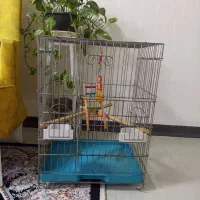 قفس بزرگ کاسکو عروس هلندی