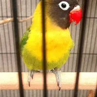 جفت ماسکت یقه زرد ( از والد های جدا)|پرنده|تهران, عبدلآباد|دیوار