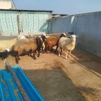 گوسفند . ۶ عدد|حیوانات مزرعه|هادی شهر, |دیوار