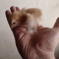 جوجه زینتی مخصوص عشق بازا