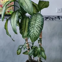 گل طبیعی|گل و گیاه طبیعی|جوانرود, |دیوار