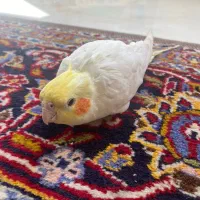 عروس هلندی دستی و یک جفت طوطی برزیلی|پرنده|اصفهان, بهارانچی|دیوار