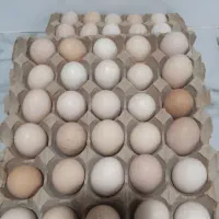 تخم مرغ رسمی محلی.