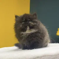 گربه پرشین های سوپر لاکچری با رنگ‌های خاص|گربه|تهران, شهرک غرب|دیوار