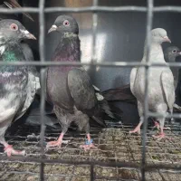 کبوترپاکستانی