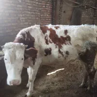 گوساله سمینتال ماده