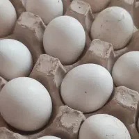 تخم مرغ نطفه دار و جوجه