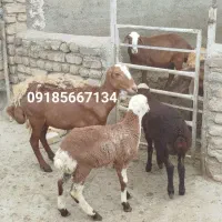 میش بره مغان