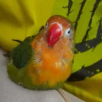 طوطی برزیلی گمشده