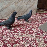 کفتر معاوضه با پرنده|پرنده|شادگان, |دیوار