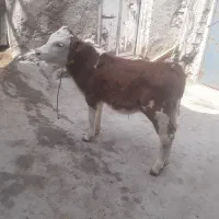 گاو سیمنتال