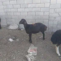 شیشک