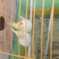 طوطی عروس|پرنده|سیاهکل, |دیوار