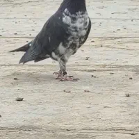کبوتر