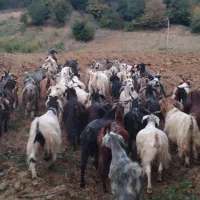 بزهای ابست سینه کرده و نر بزغاله و ماده بزغاله