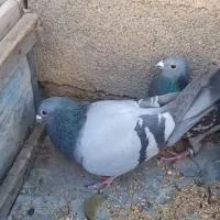 کبوتر پلاکی|پرنده|یاسوج, |دیوار