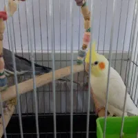 یه جفت عروس هلندی دستی