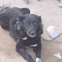 واگذاری سگ قدر جونی|سگ|شوشتر, |دیوار