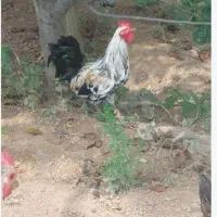 پاپر . گلپایگان