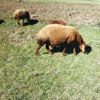 گوسفند|حیوانات مزرعه|اردبیل, |دیوار