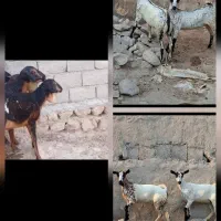 برشن|حیوانات مزرعه|قم, باغ شریفی|دیوار