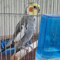 عروس هلندی