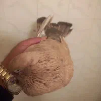 کله هندی ابادانی