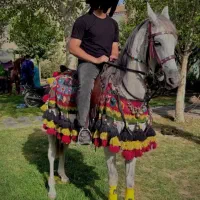 مادیون عرب یک سر