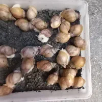 حلزون پرورشی