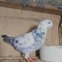 14عددکبوتر اس. عالی .|پرنده|قائم‌شهر, |دیوار