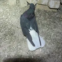 ۹تا کفتر|پرنده|شراء, |دیوار