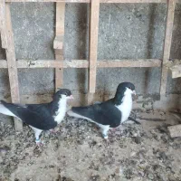 نرماده خوشرنگ