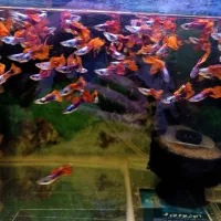 ماهی گوپی کالر زبرا کوریدوراس پلاتی فایتر