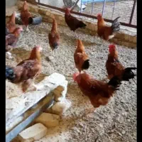 خروس محلی سنگین وزن