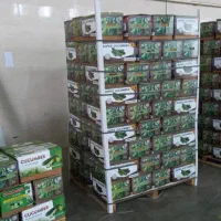 صیفیجات گلخانه ای صادارتی|عمدهفروشی|آستارا, |دیوار