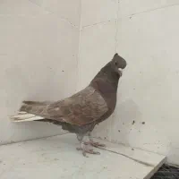 کبوتر|پرنده|اقلید, |دیوار