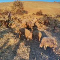 میش وبره چینی|حیوانات مزرعه|بیلوار, |دیوار