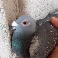 کبوتر پلاکی در هویزه
