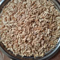 تخمه گرمک نمک زده اماده بودادن|خوردنی و آشامیدنی|اصفهان, ارغوانیه|دیوار