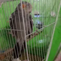 پرنده عروسی هلندی سخن گو