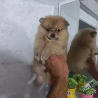 پامر خرسی|سگ|قزوین, |دیوار