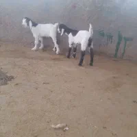 خرید فروش انواع بره شیری وبزغاله|حیوانات مزرعه|تربتحیدریه, باغ سلطانی|دیوار