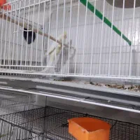 عروس هلندی نژاد لوتینو ماده بالغ به شرط کاشمر