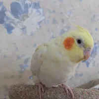 عروس هلندی نر سخنگو|پرنده|مشهد, گلبرگ شمالی|دیوار