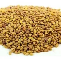 بذر یونجه