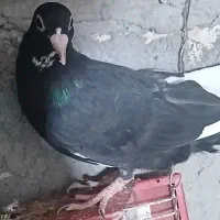 کبوتر نر پلنگ