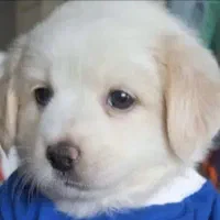 واگذاری شیتزو تریر دوماهه