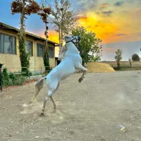 اسب مادیون و کره