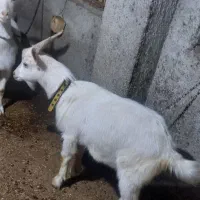 ماده چبش و نر چبش سانن|حیوانات مزرعه|علی‌آباد کتول, |دیوار