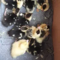 بچه اردک اسرائیلی